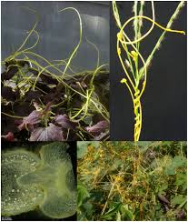Image result for Cuscuta hyalina