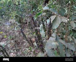 Image result for Ecbolium clarkei