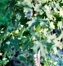 Image result for bigtooth maple