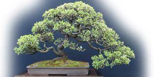 The trees shown in this category are all flowering bonsai trees of different varieties and some may fruit as well. Quality Bonsai Trees Supplies 100 000 Trees Shipped
