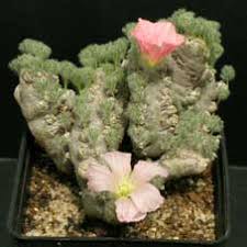 Image result for Lycopodiella sarcocaulon