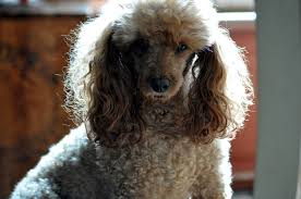 Rose La Princesse De La Maison Poodle Dogs Animals