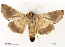 Image result for Chrysochloa hindsii