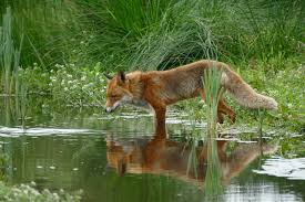 What Does Seeing a Fox Mean Spiritually? 9 Possible Interpretations |  Purple Garden
