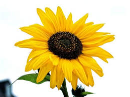 Orang perancis menyebutnya tournesol atau pengelana matahari. Pusataurat095 Bunga Bunga Matahari Anggun Mekar Percutian Hujung Tahun Di Ladang Bunga Matahari Di Thailand Kembang Ini Merupakan Anggota Famili Asteraceae Atau Aster Bunga Matahari