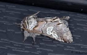 Image result for Chionodes electellus