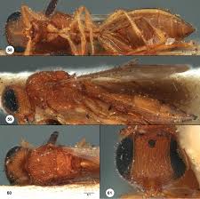 Image result for Platostoma strictum