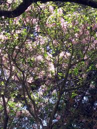 Image result for Calodendrum capense