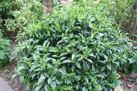 Image result for Landolphia ligustrifolia