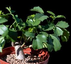 Image result for Cyphostemma congestum