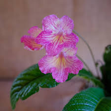 Image result for Streptocarpus kamerunensis