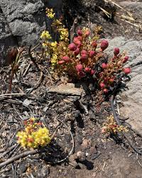 Image result for Chlorophytum galpinii