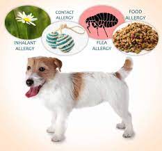Dog Allergy Guide Symptoms Treatments Natural Remedies Boston Terrier Society