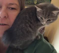 ❤️ ADOPTED! SHE HAS HER NEW HOME! ❤️ Hazel needs a loving home. About 3  month old female grey bobtail kitten. Will get 2nd kitten shot tomorrow  (Dec16). Being treated for worms