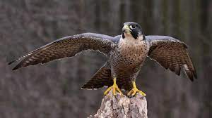 Peregrine falcon, the most widely distributed species of bird of prey, with breeding populations on every continent except antarctica and many oceanic islands. Peregrine Falcon