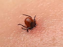 Klesh Kak Zashititsya I Chto Delat Pri Ukuse Ohotniki Ru