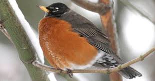 Birds Chirping In The Morning Spiritual Meaning In Search Of A Worm Poem American Robin Robin Bird Robin