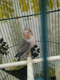 We did not find results for: Love Bird Blue Spangle Fc Shopee Indonesia
