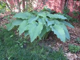Hosta Cabin Fever Pflanzen Schatten Blattpflanzen Hosta Pflanzen