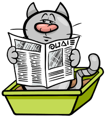 Kedi Kumunun Onemi Ve Degistirilme Zamanlari
