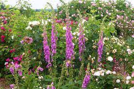 Maybe you would like to learn more about one of these? List Of Shade Garden Plants For Zones 4 To 8