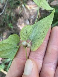 Image result for Polystachya pamelae