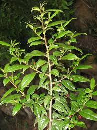 Image result for Rhamnaceae