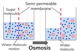 Movement between areas with different concentrations can also happen when there is a barrier between the areas. Love Biology Osmose