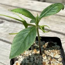 Image result for Dorstenia cuspidata