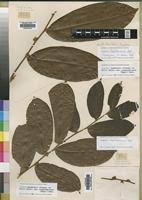 Image result for Dichapetalaceae