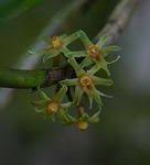 Image result for Tridactyle scottellii