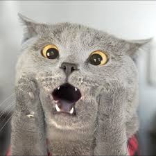 Harga pasaran kucing di malaysia kucenmaster via. O Catsoverload Cutenessoverload Comel Cutest Cutestcat Cat Cats Kitten Kitty Kucing Gato Meow Purr Kittens Cutest Cute Cats Cute Cat