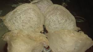 Panen sarang burung sirtu di sawah. Mengejutkan Manfaat Sarang Burung Walet Buat Cewek Rugilah Membuangnya Tribun Timur