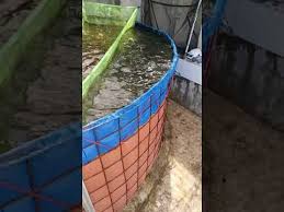 Budidaya Ikan Nila Sistem Ras Infoakuakultur Com