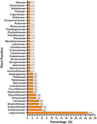 Image result for Agelanthus lugardii
