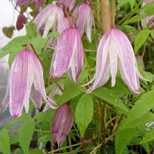 Maybe you would like to learn more about one of these? Clematis Macropeleta Rosy O Grady Eine Sehr Vielseitige Clematis Native Plants