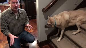 Their guardian originally called me to work exclusively with rico who didn't recall on command, was having some accidents in the house and refused to go down the. Helping An Old Dog Get Over Her Fear Of The Stairs Dog Gone Problems