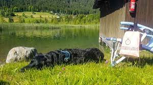 Im wellness seecamping parth können. Camping Mit Hund In Osterreich Die Hundefreundlichsten Campingplatze