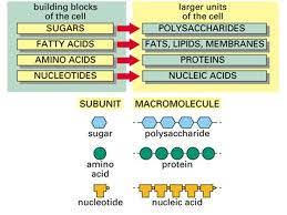 Simple Diagram Of Macromolecules Proteins Carbohydrates