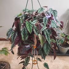 Image result for Cissus cornifolia