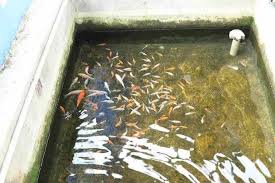 Perbandingan Kolam Tanah Dan Kolam Beton Untuk Budidaya