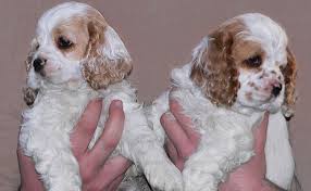 Cocker spaniel in dogs & puppies for sale. Cocker Spaniel Puppy Pictures From Our 2004 Litter