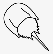 Azgfd strongly recommends you do this before purchasing a hunting or fishing license or applying for the upcoming elk and pronghorn draw. Horseshoe Crab Drawing Horseshoe Crab Drawing Easy 711x750 Png Download Pngkit