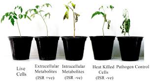 Image result for tomato seedling fusarium wilt