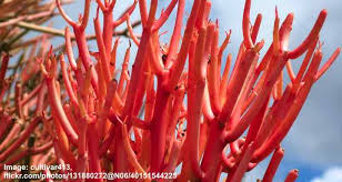 Plant the pencil cactus in a pot with drainage. Pencil Cactus Firestick Plant Succulent Care And Growing Guide