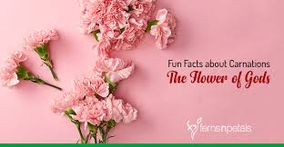 We did not find results for: Fun Facts About Carnations The Flower Of Gods Ferns N Petals