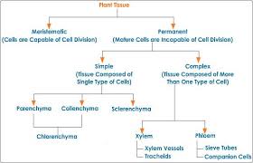 Flowchart Showing Different Types Of Tissues