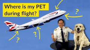 Taking a dog on a plane in cabin. Animals On Planes Is Your Pet Safe Flying In Cargo Explained By Captain Joe Youtube