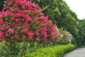 True red crape myrtle, crepe myrtle, crape myrtle, crapemyrtle family: Crepe Myrtles For Zone 6 Will Crepe Myrtle Grow In Zone 6 Gardens