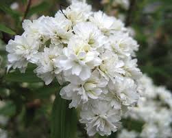 Details about product umgodly brazalete de copo de nieve de árbol de la vida, piedras de circonio, amuletos de la suerte, pulsera de tótem de fe, regalo de joyería para mujer are here : Corona De Novia Spiraea Cantoniensis Caracteristicas Y Cultivo Plantas Flor De Planta